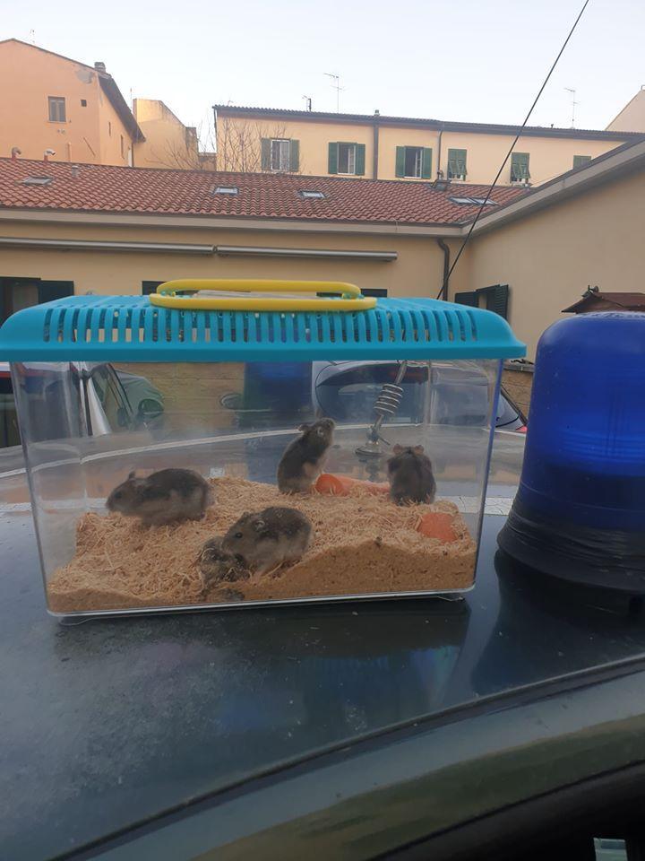 I cinque orsetti russi salvati dall'Anpana