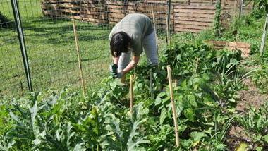 Si torna nell’orto, il pomodoro è fai da te