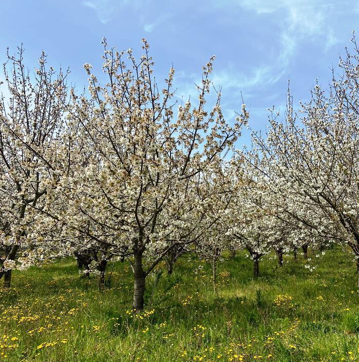 Ciliegi in fioritura, raccolta e sagra a rischio 