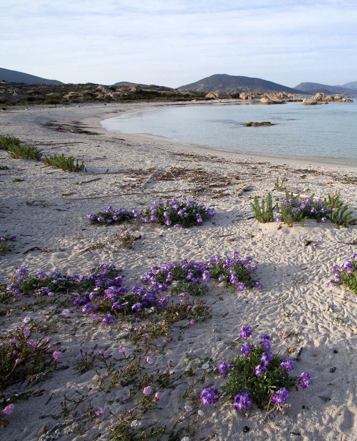 La salvezza dell’Asinara è il turismo sostenibile 