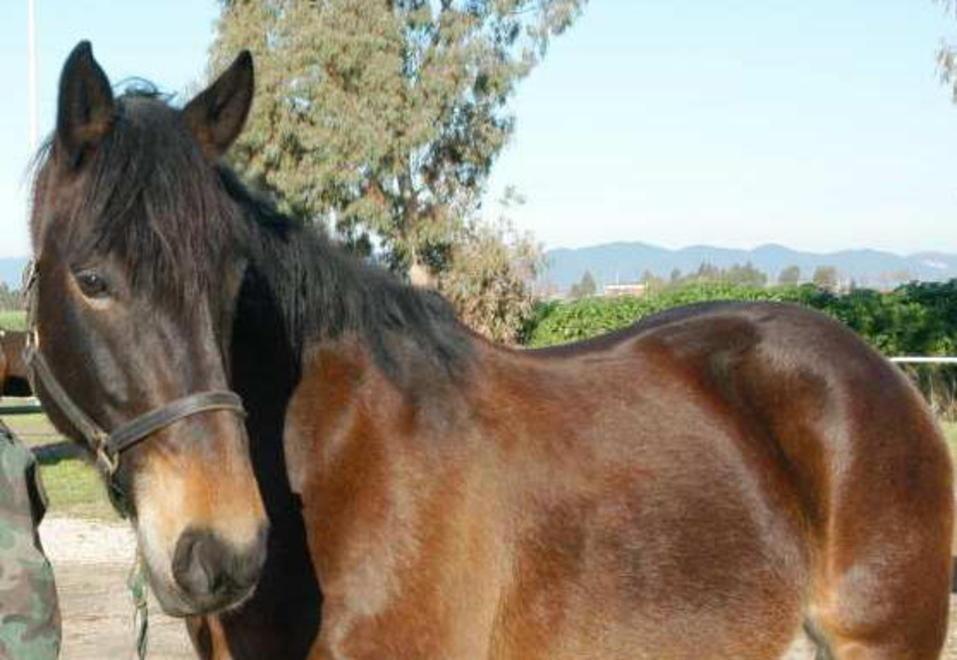 La filiera del cavallo maremmano già in difficoltà ora rischia di sparire 