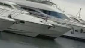 Delfini nuotano tra gli yacht