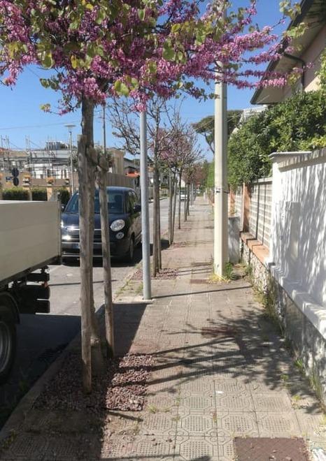Trattamenti per bloccare le erbe infestanti
