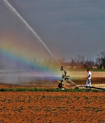 Siccità, colture foraggere a rischio 