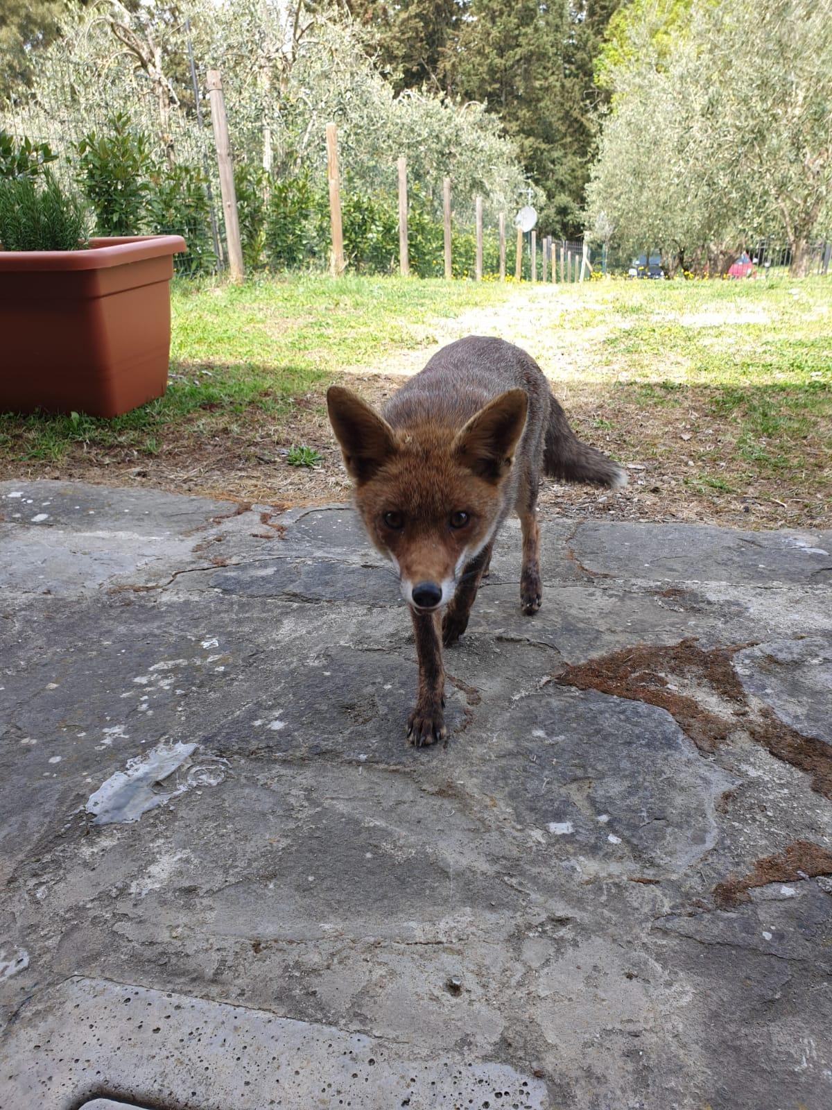 La volpe Edvige che ogni sera fa visita ai padroni di una casa fra Certaldo e Montespertoli
