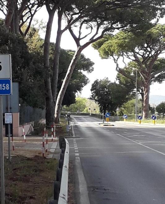 «Alberi fuori sagoma e aghi di pino in strada» Vella chiede interventi