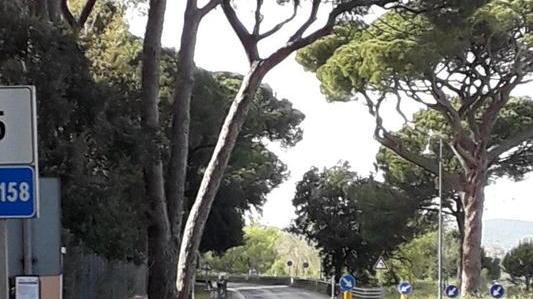 «Alberi fuori sagoma e aghi di pino in strada» Vella chiede interventi