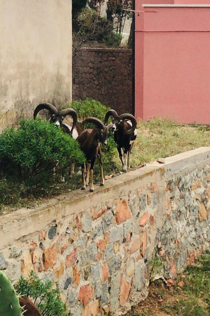 Lo stupefacente gruppetto di "amici" in giro per Arbatax