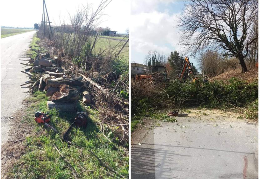 Taglio degli alberi nel territorio comunale di Cascina