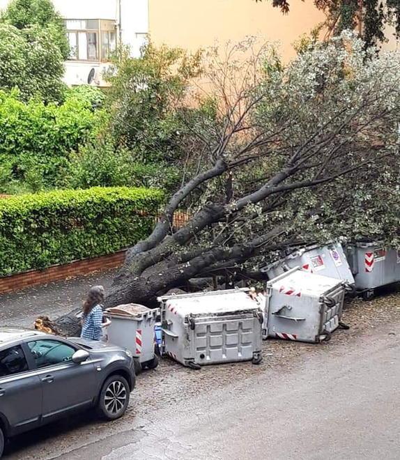 Cade albero sui cassonetti Paura in via Speri