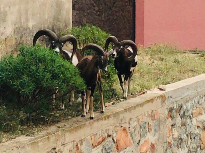 Mufloni e cinghiali padroni di Arbatax 