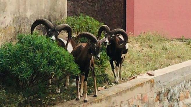 Mufloni e cinghiali padroni di Arbatax