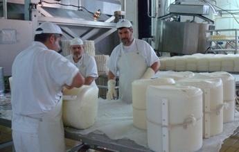 Consorzio del pecorino: sì all’idea di Coldiretti 