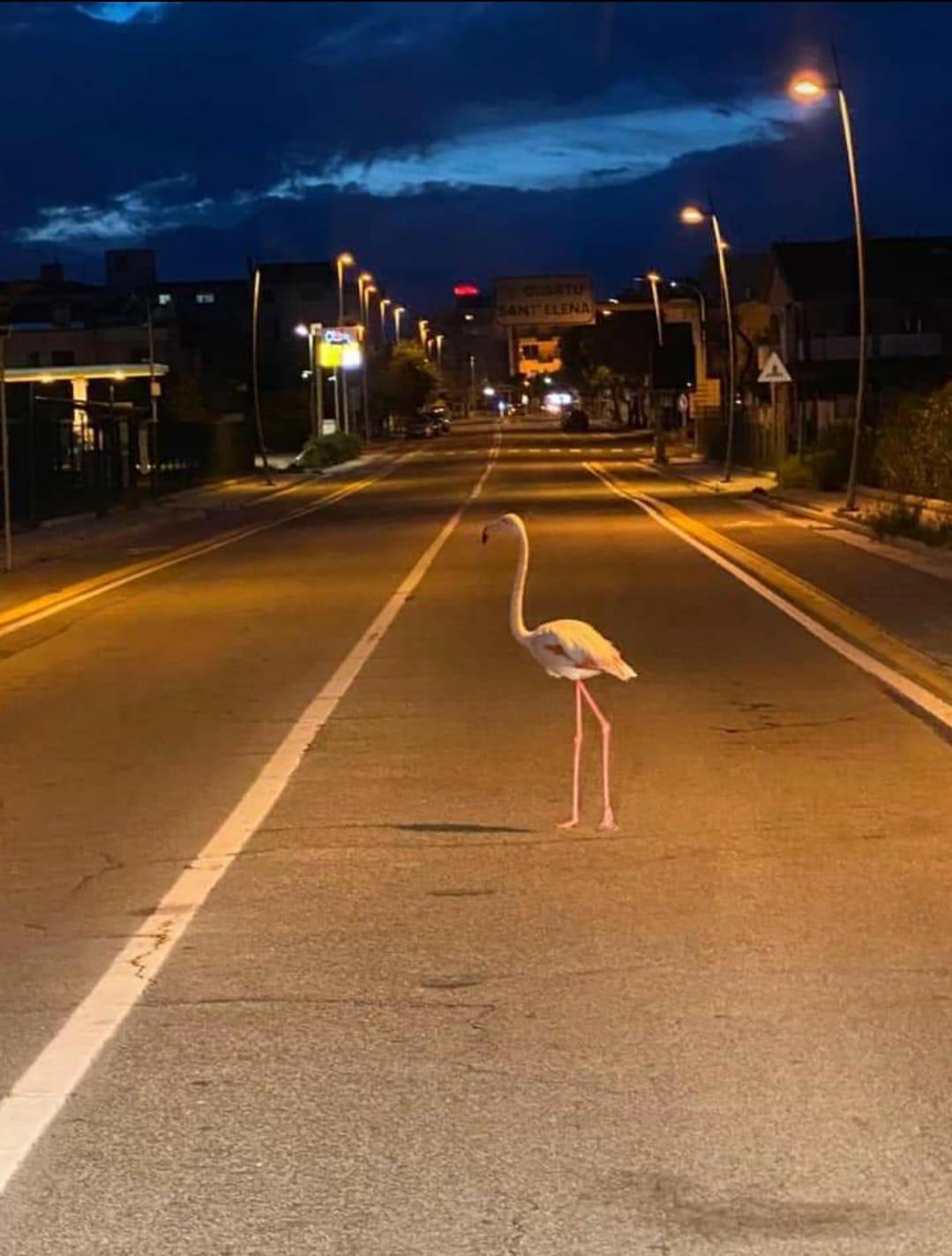 Cagliari, un fenicottero attraversa la strada: la foto diventa virale