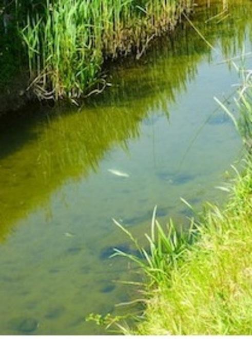 Il Wwf: nel torrente Stella una nuova morìa di pesci