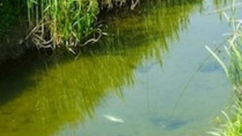 Il Wwf: nel torrente Stella una nuova morìa di pesci