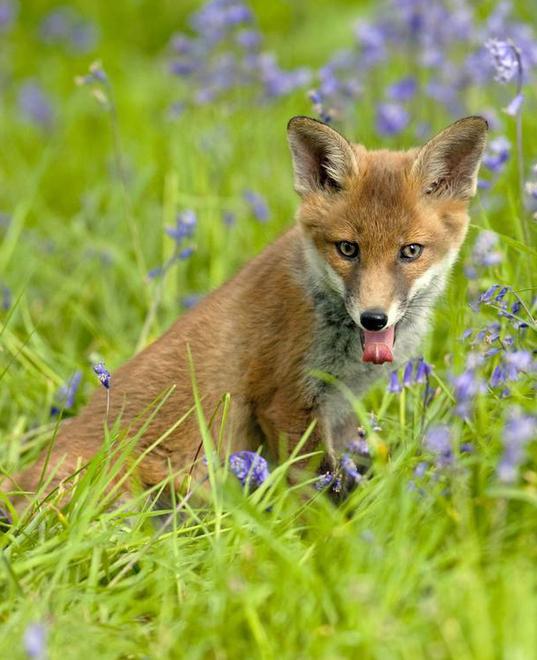 Danni a colture e allevamenti dovuti agli animali selvatici 