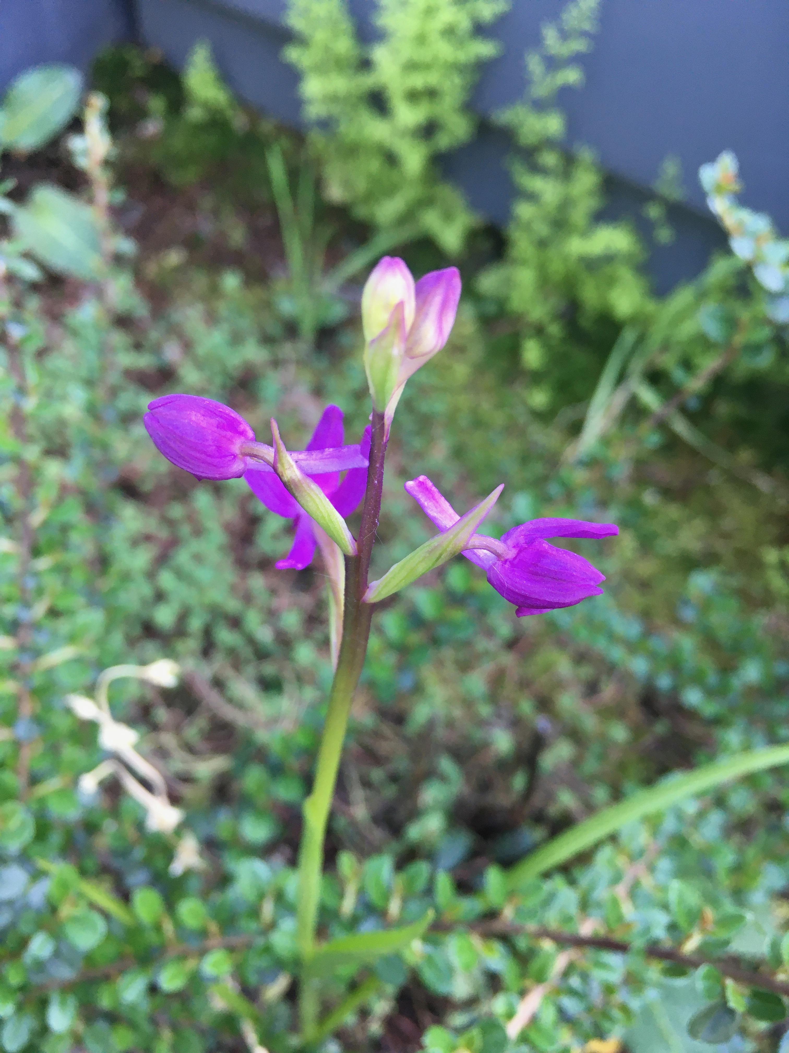 Un'orchidea della varietà Laxiflora