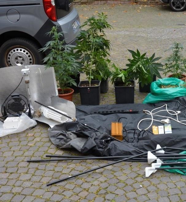 Coltivava in cantina piante di marijuana Arrestato ferrarese 