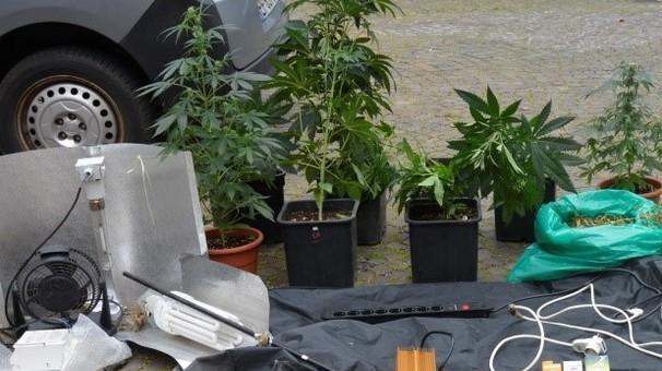 Coltivava in cantina piante di marijuana Arrestato ferrarese