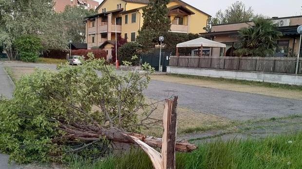 Bus in manovra abbatte un albero Gli autisti: «Pericolosità segnalata ma nessuno è mai intervenuto»