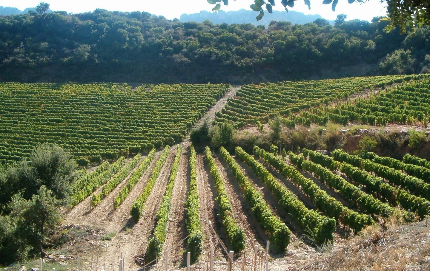Cantine in ginocchio: Regione aiutaci 
