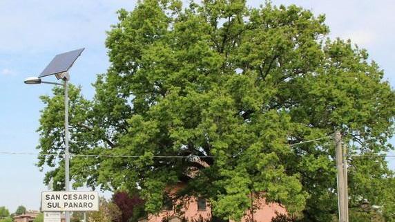 San Cesario dice addio alla sua quercia secolare