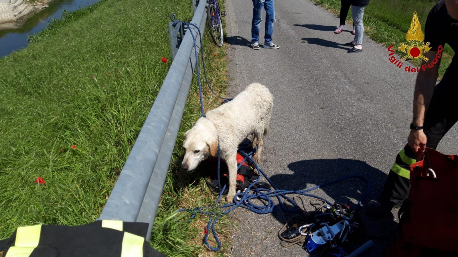 Uno dei due cani salvati dai vigili del fuoco