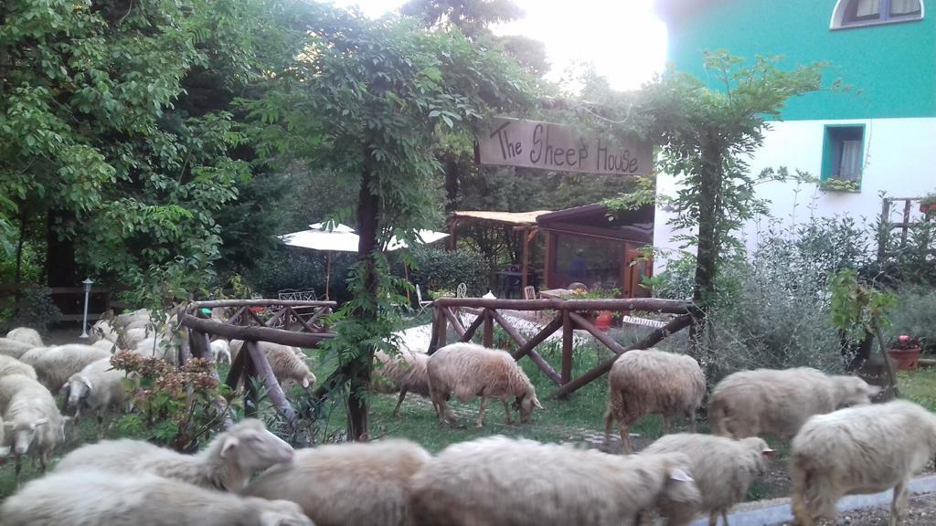 Un gregge di pecore circonda l'agriturismo "The Sheep House", nei boschi di Cantagallo