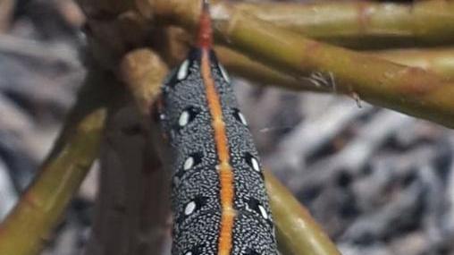 Cresce la presenza della falena Hiles dahlii nell’arcipelago toscano