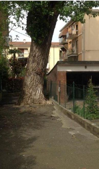 È da abbattere il grande pioppo che ha 61 anni