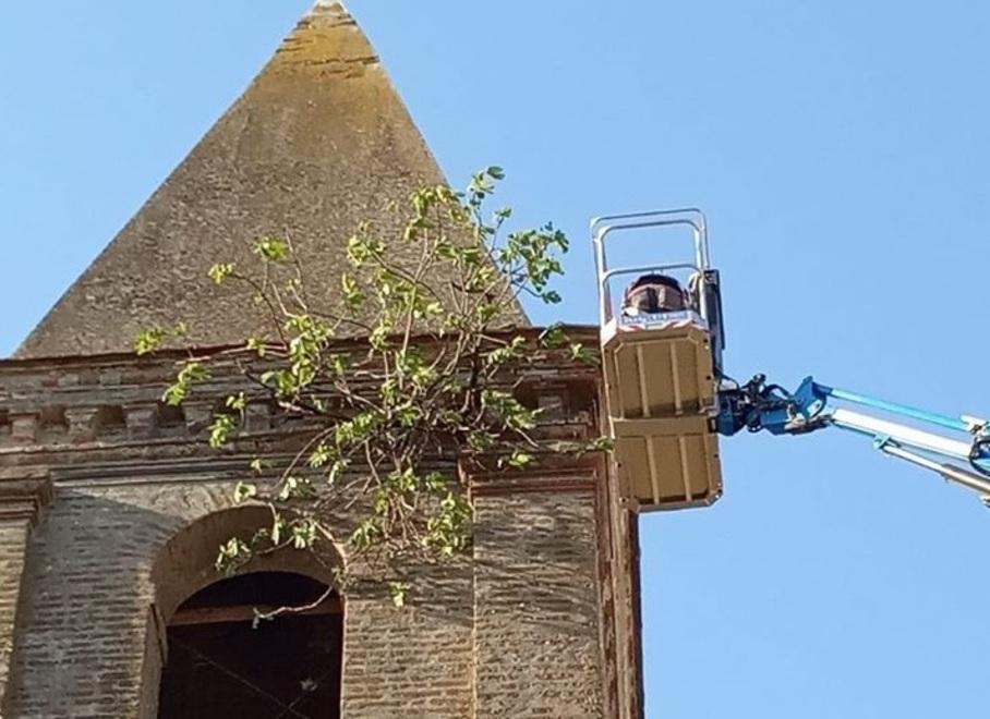 Riportato a terra il fico cresciuto sul campanile