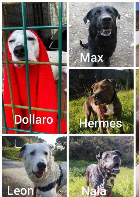 Richiesta di aiuto dalla Lega del Cane