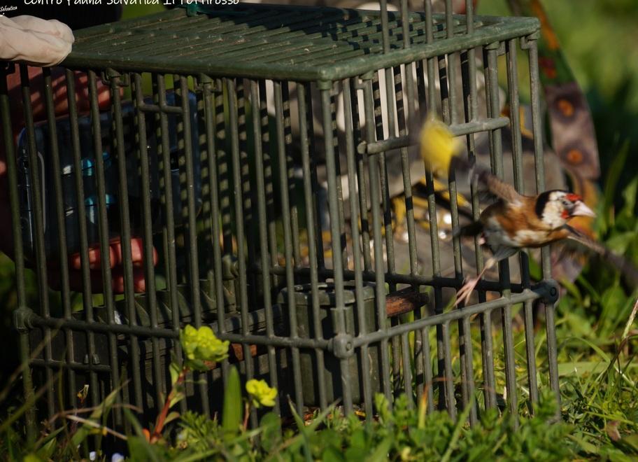 Gli uccellini liberati in diretta social