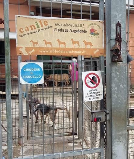 Calano i gatti nella Bassa ma aumentano le colonie