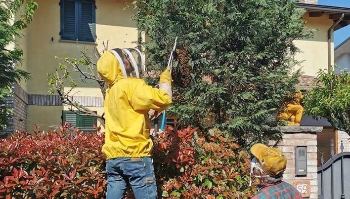 Liberati da sciame d’api