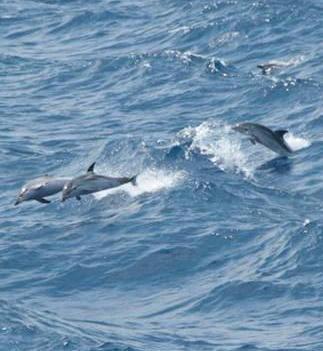 Diminuisce la navigazione, il mare respira: ecco una lezione da non dimenticare 