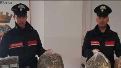 Ferrara, scacco alla banda della marijuana: i blitz dei carabinieri