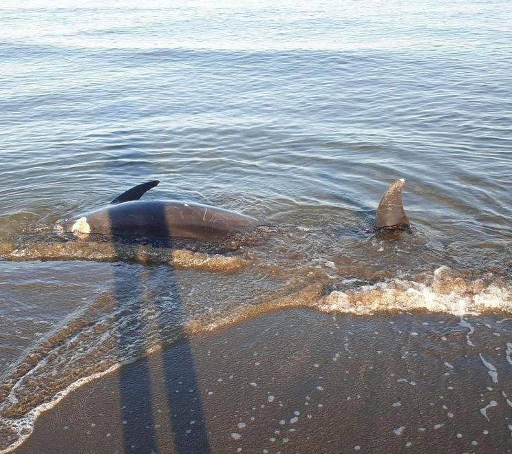 Un delfino morto spiaggiato a Marina di Castagneto 