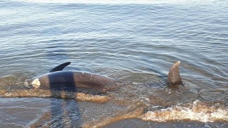 Un delfino morto spiaggiato a Marina di Castagneto