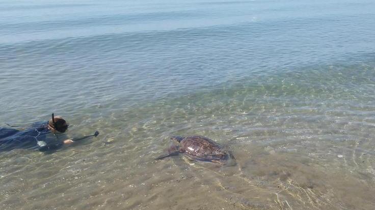 Oceanica torna in mare Liberata la tartaruga impigliata nella rete