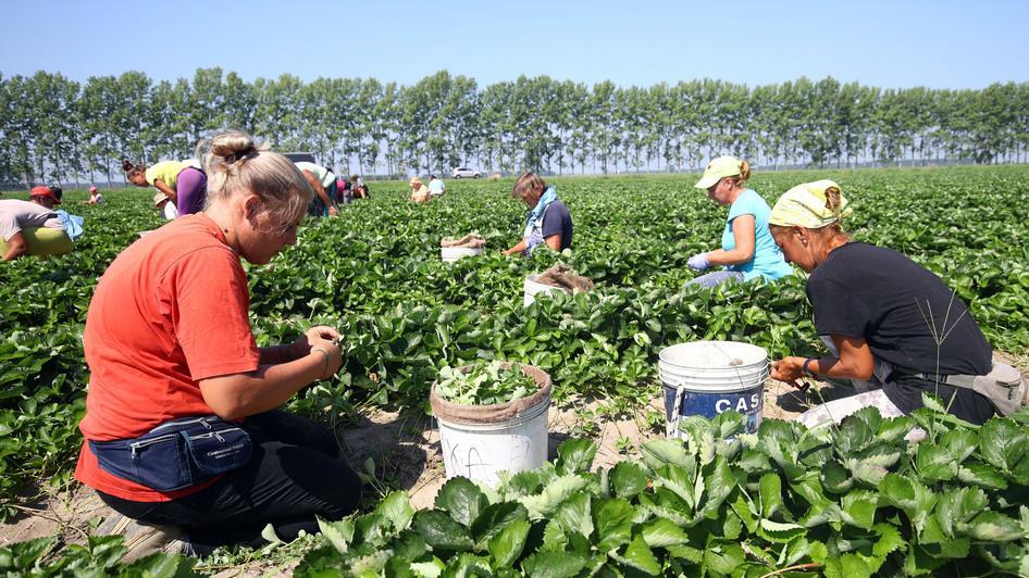 Consumi e stagionali in calo Campagna critica per la fragola