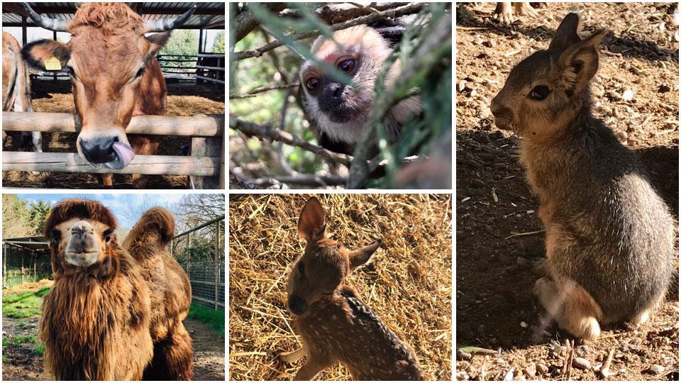 Raccolta fondi per salvare gli animali del "Gallorose" 