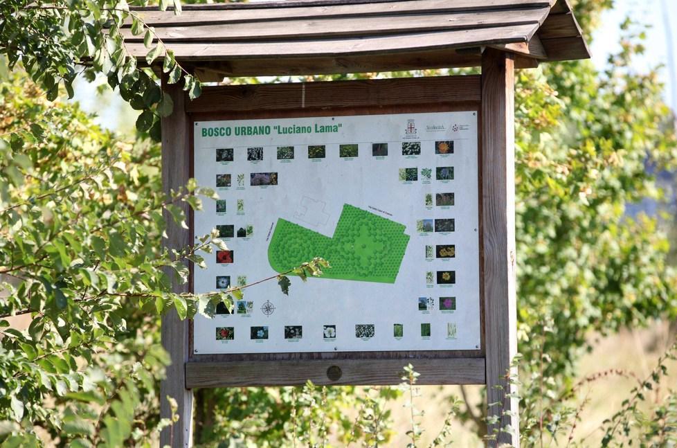 A Reggio una foresta con 50mila alberi 