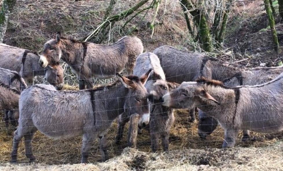Asinello sbranato da predatore davanti a casa dell’allevatrice