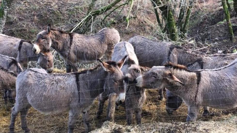 Asinello sbranato da predatore davanti a casa dell’allevatrice