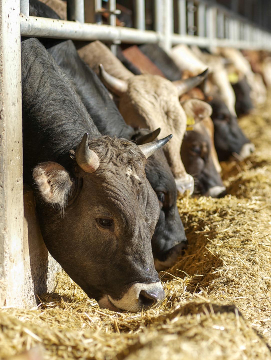 «Aiuti ad agricoltura e allevamento» 