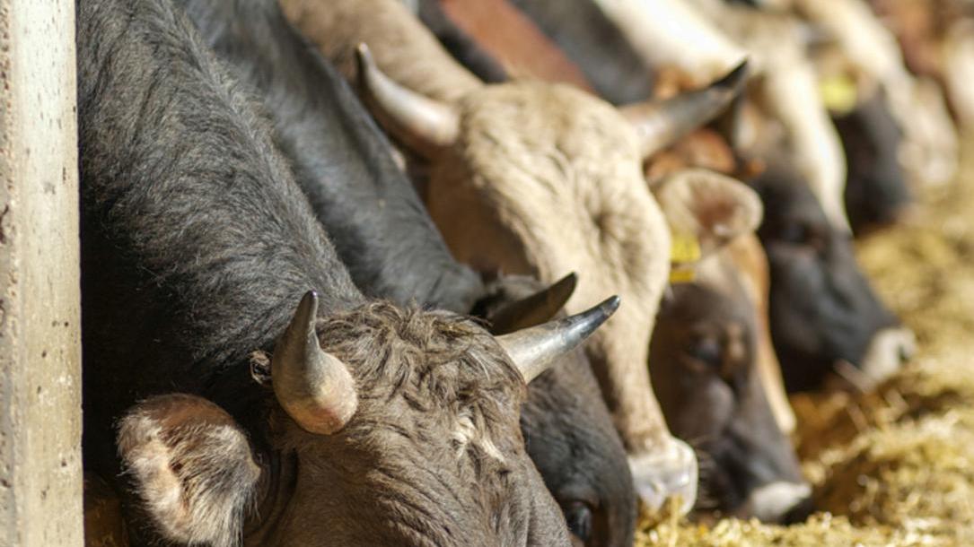 «Aiuti ad agricoltura e allevamento»