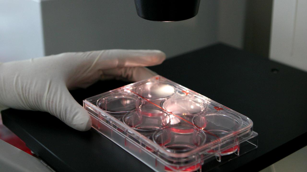 Test seriologici anche al laboratorio della Pubblica Assistenza di Cecina