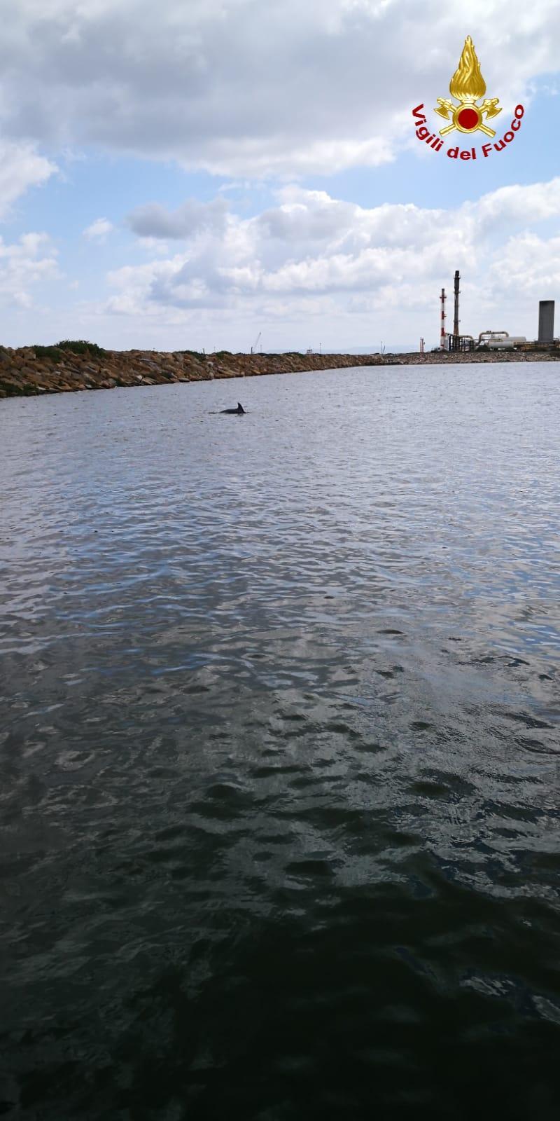 Porto Torres, delfino in difficoltà salvato dai vigili del fuoco